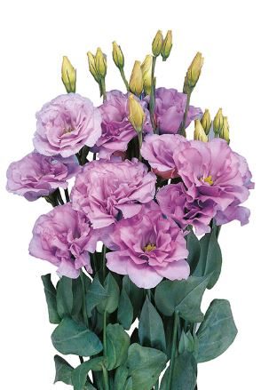 Lizantes, Lisianthus russelianum Mariachi 2 Lavender