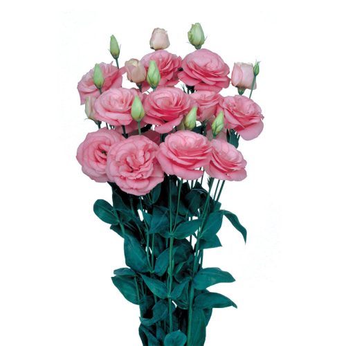 Lizantes, Lisianthus russelianum Mariachi 2 Pink