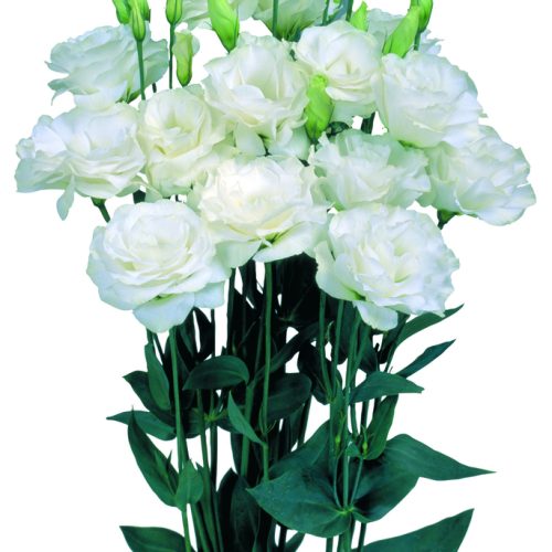 Lizantes, Lisianthus russelianum Mariachi 2 Pure White