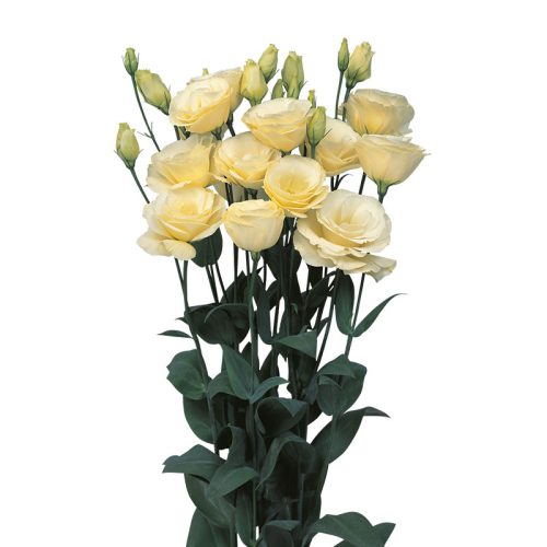 Lizantes, Lisianthus russelianum Mariachi 2 Yellow