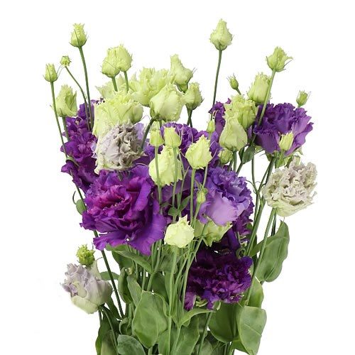 Lizantes, Lisianthus russelianum Alissa 2 Blue