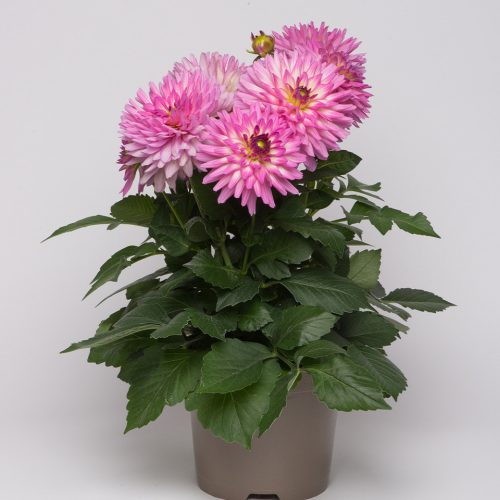 Dālija dārza, Dahlia pinnata Dalina Maxi ‘Salinas’