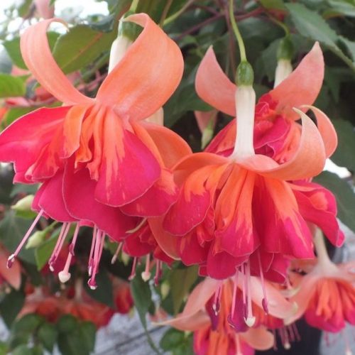 Fuksija hibrīdā, nokarena Fuchsia hybrida ‘Orange King’