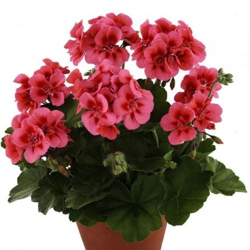 Pelargonija joslu, Pelargonium zonale TRENDIX Coral Eye