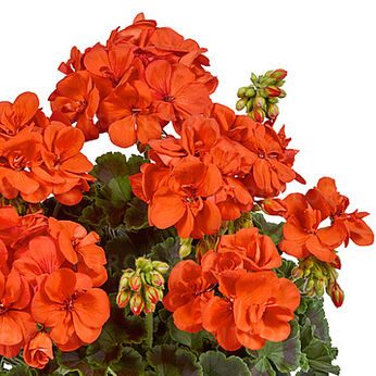 Pelargonija joslu, Pelargonium zonale TRENDIX Orange