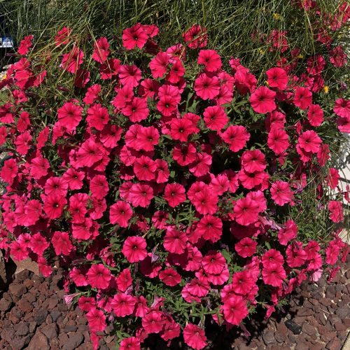 Petūnija Atkinsa, Petunia atkinsiana ‘Vista Paradise’