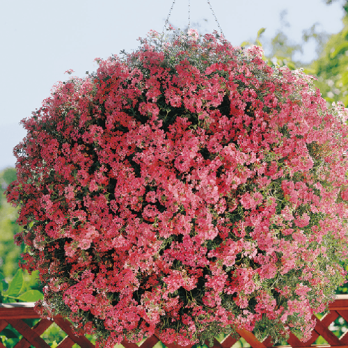 Verbēna Peru, Verbena peruviana Tapien Salmon