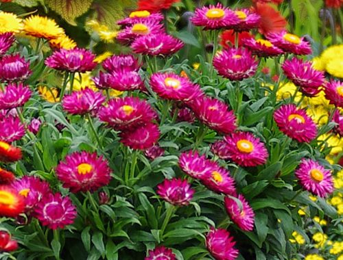 Salmene seglapu, Bracteantha Sunbrella Magenta