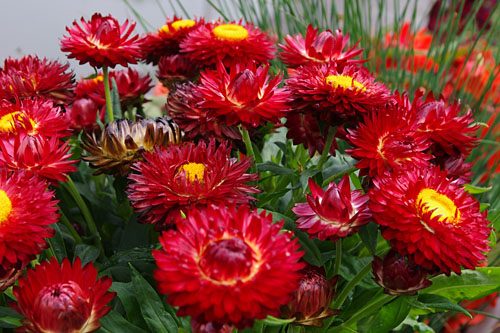 Salmene seglapu, Bracteantha Sunbrella Red