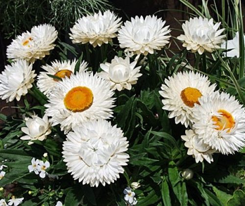 Salmene seglapu, Bracteantha Sunbrella White