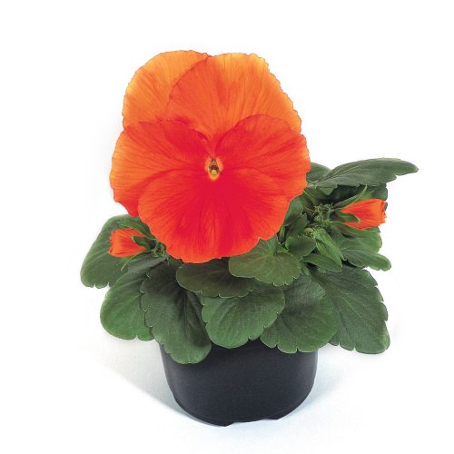 Atraitnīte lielziedu, Viola witttrockiana Select Orange