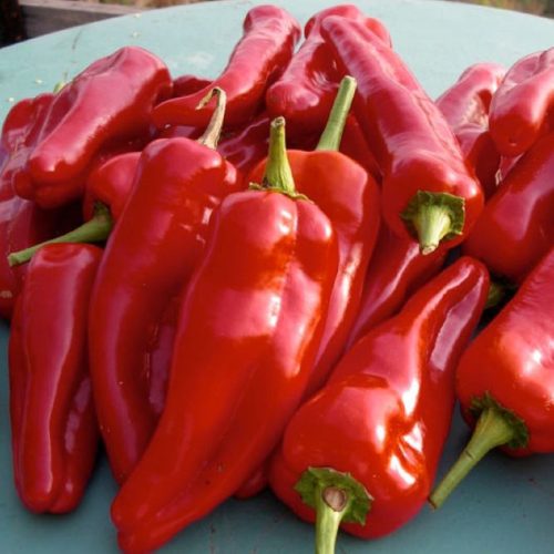 Paprika Radmila F1