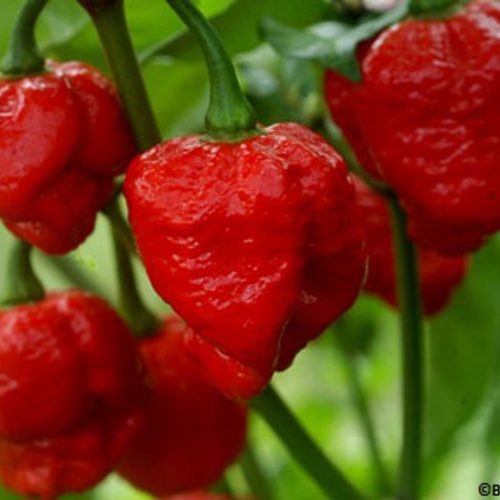 Čilli pipari Trinidad Scorpion Moruga Red, asuma pakāpe variē no 1,2 līdz 2 miljoni SHU