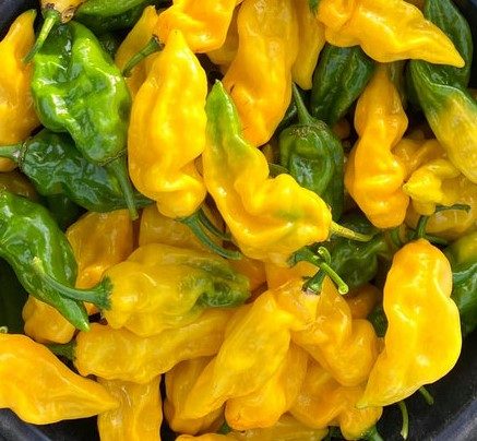 Čilli pipari Lemon Reaper, asuma pakāpe variē ap 500 000 SHU