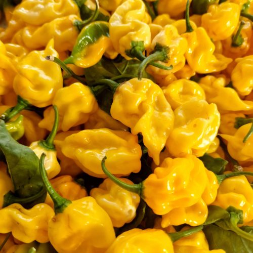 Čilli pipari Habanero Lemon, asuma pakāpe variē ap 300 000 SHU