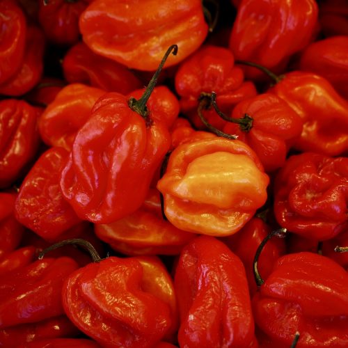 Čilli pipari Habanero Red, asuma pakāpe variē ap 350 000 SHU