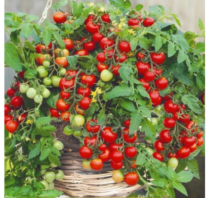 Tomāti audzēšanai podos ‘Gartenperle’