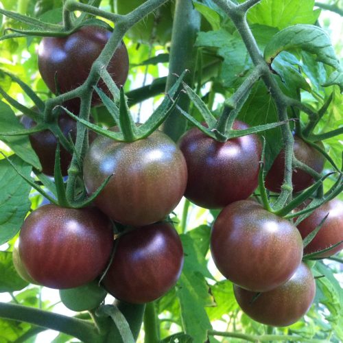 Tomāti, ķiršu ‘Black Cherry’