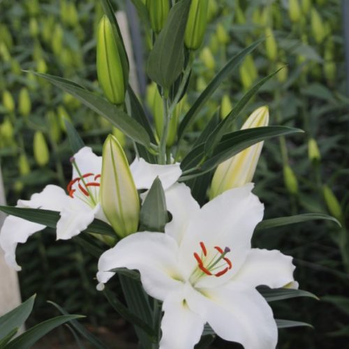 Lilija OR (Austrumu) ‘Castellani’