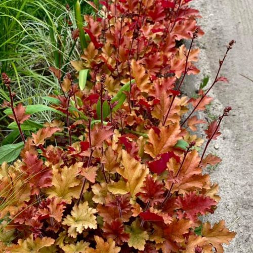 Heihēra, Heuchera ‘Marmalade’