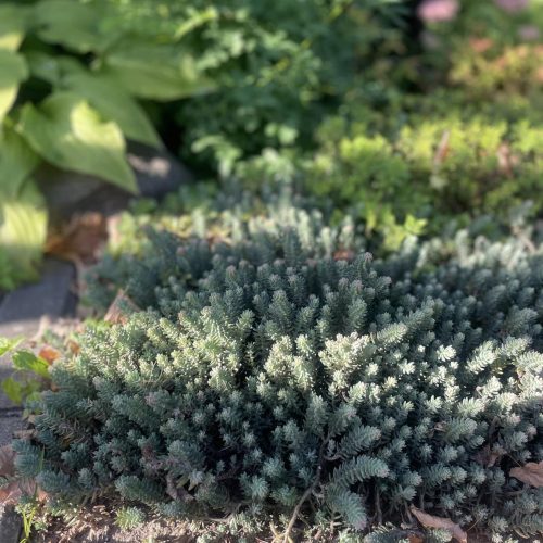 Laimiņš atliektais, Sedum reflexum ‘Rupestre’