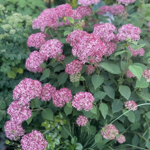 Hortenzija kokveida ‘Pink Anabella’