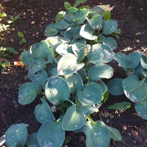 Hosta ‘Blue Mouse Ears’