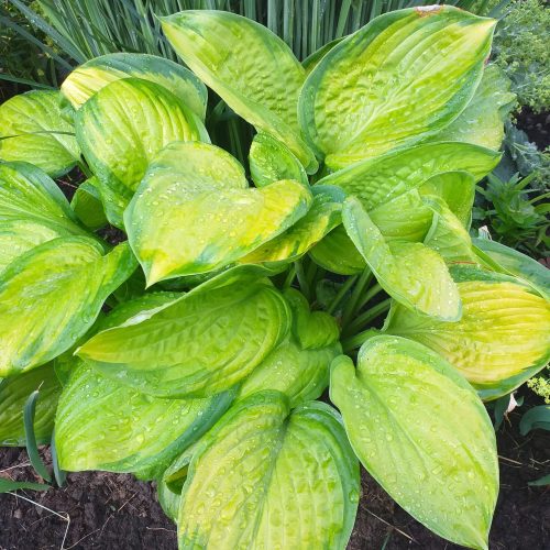 Hosta ‘Stained Glass’