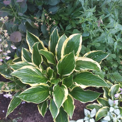 Hosta ‘Harpoon’