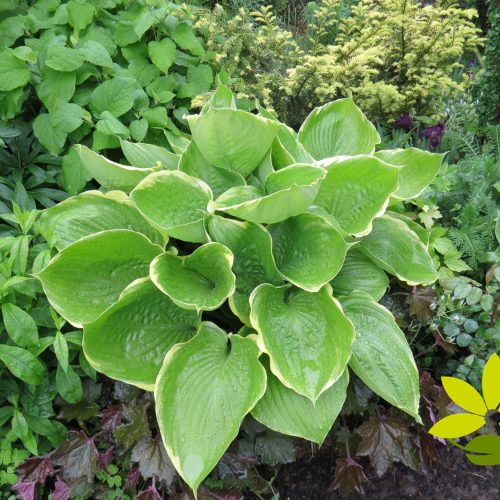 Hosta ‘Winter Snow’