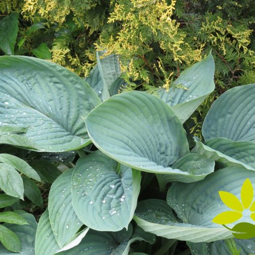 Hosta ‘Empress Wu’