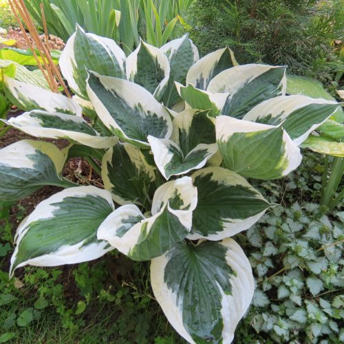 Hosta ‘Minutemann’