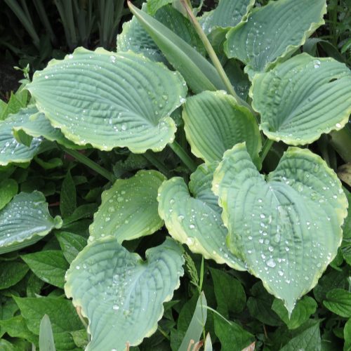 Hosta ‘Spartacus’