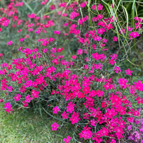 Dzirkstelīte, Dianthus deltoides