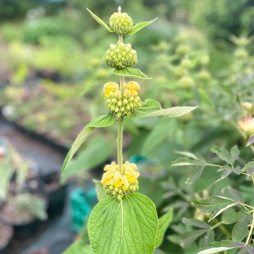 Flome Rasela, Phlomis russeliana