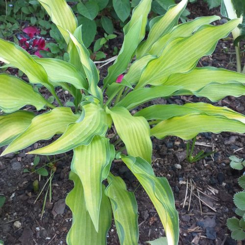 Hosta ‘Pineapple Upsidedown Cake’