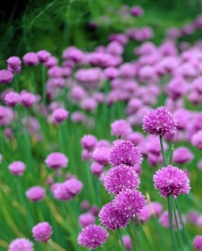 Maurloki, Allium schoenoprasum syn. A. sibiricum